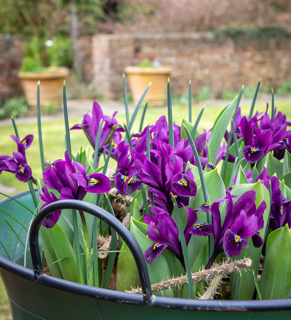 Sarah Raven Bulbs Brilliant Bulb Succession 45 Zwiebeln Topf
