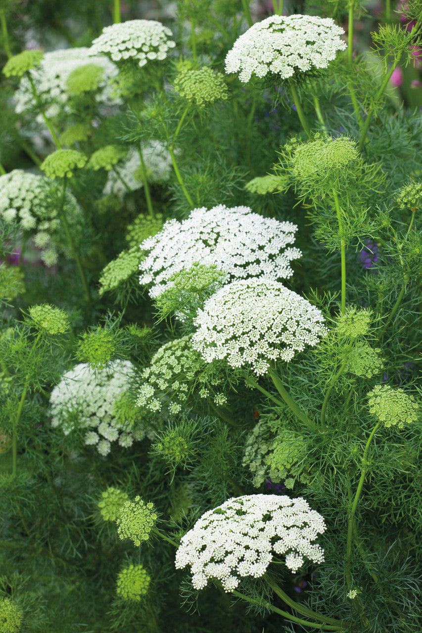 Sarah Raven Plants Ammi visnaga Samen 500 Samen weiß
