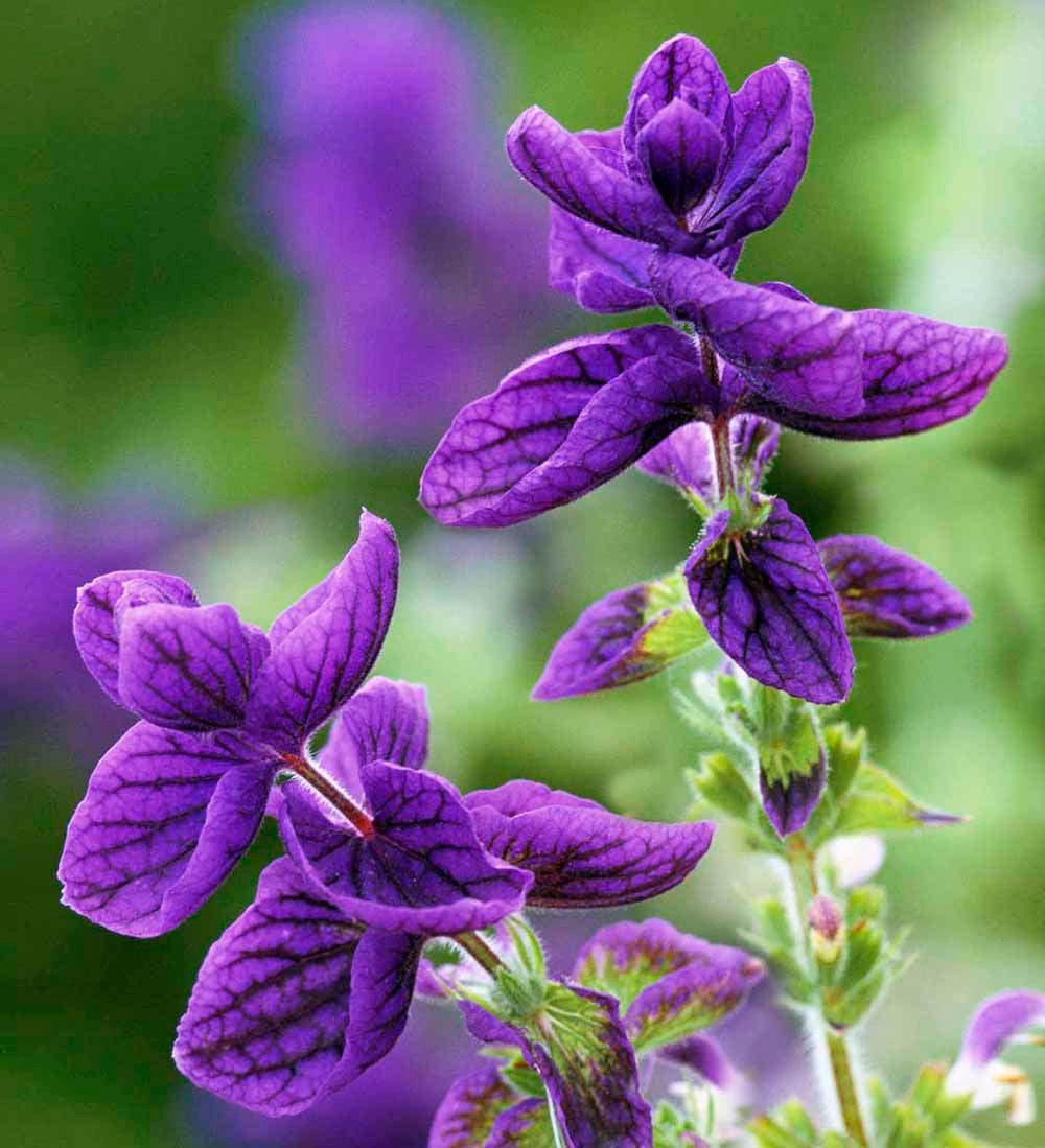 Sarah Raven Seeds Salvia Blue Monday Blumensamen 100 Samen
