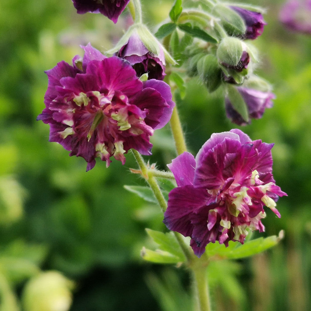 Sarah Raven Geranium phaeum Joseph Green Pflanze 3x 9cm Topf