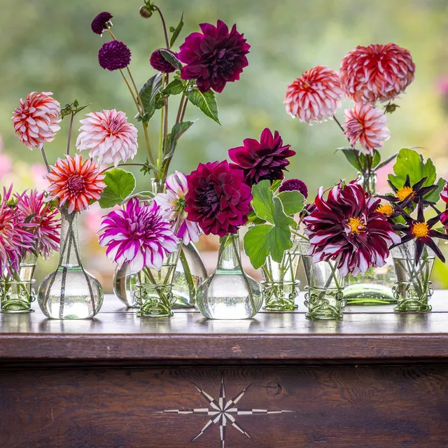 Sarah Raven Bulbs Willow Crossley Dahlien 7 Knollen mix