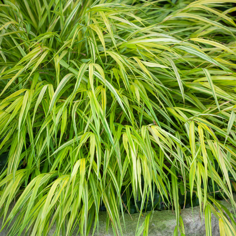 Sarah Raven Plants Hakonechloa macra Aureola Ziergras 3x 9cm