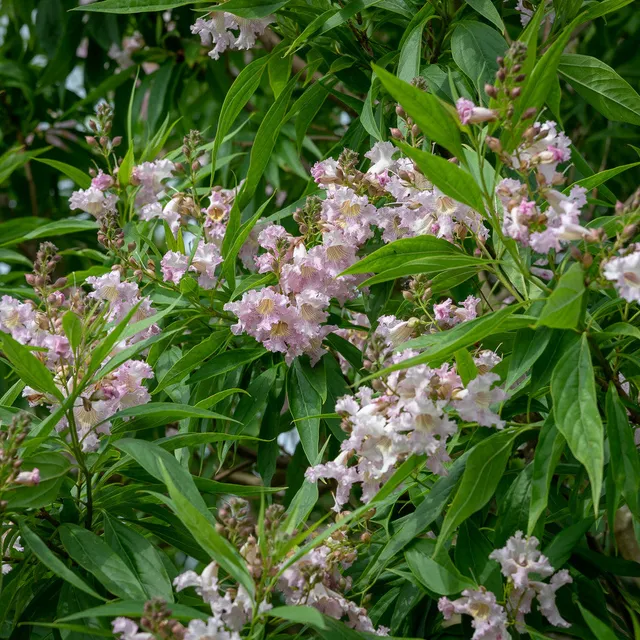 Sarah Raven Seeds Chitalpa Summer Bells Topf 2L duftend
