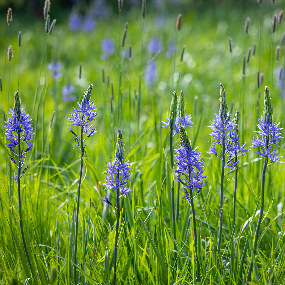 Sarah Raven Camassia quamash Blumenzwiebeln 20 Stück