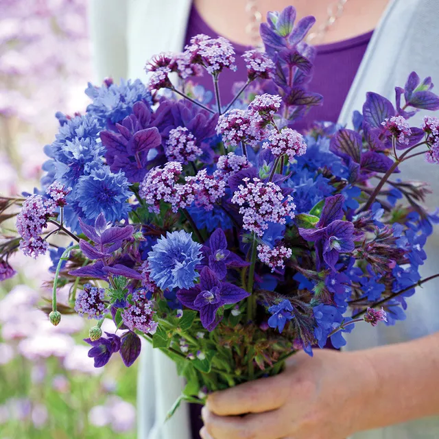 Sarah Raven Seeds Amethyst Sapphire Blumensamen 700 Samen Schnittblumen