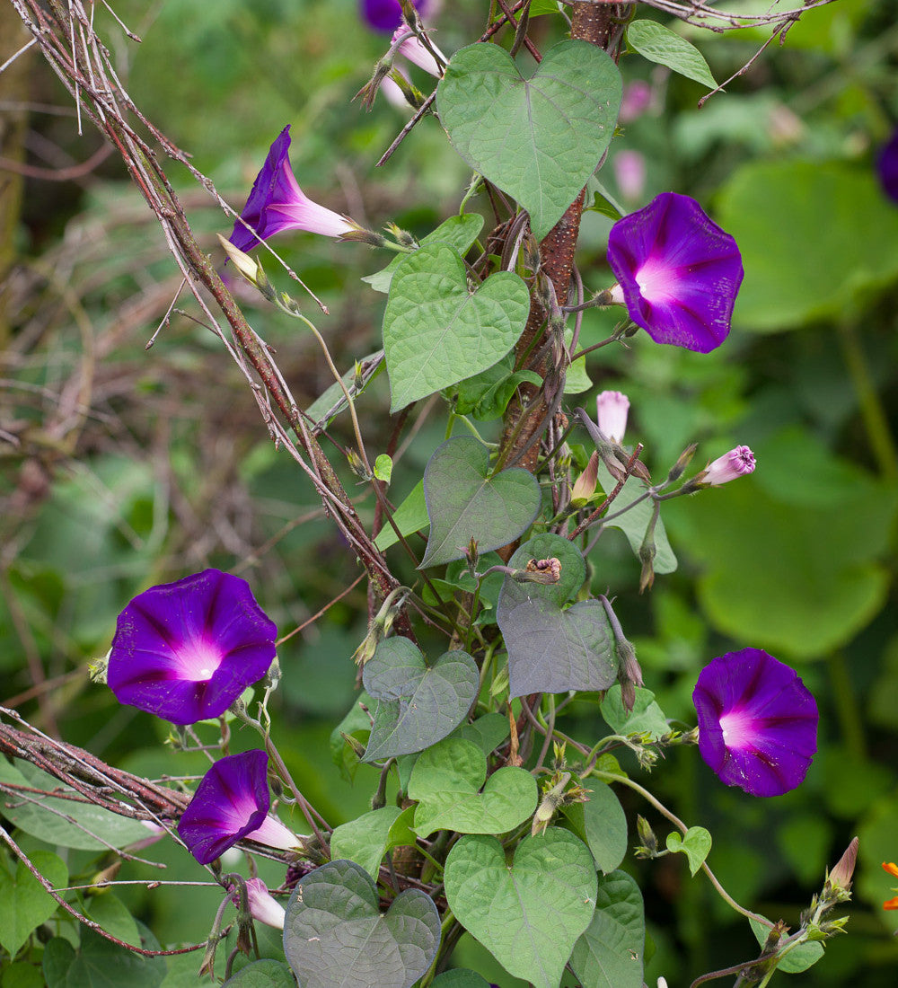 Sarah Raven Plants Ipomoea Grandpa Ott Samen 50 Samen einjährig