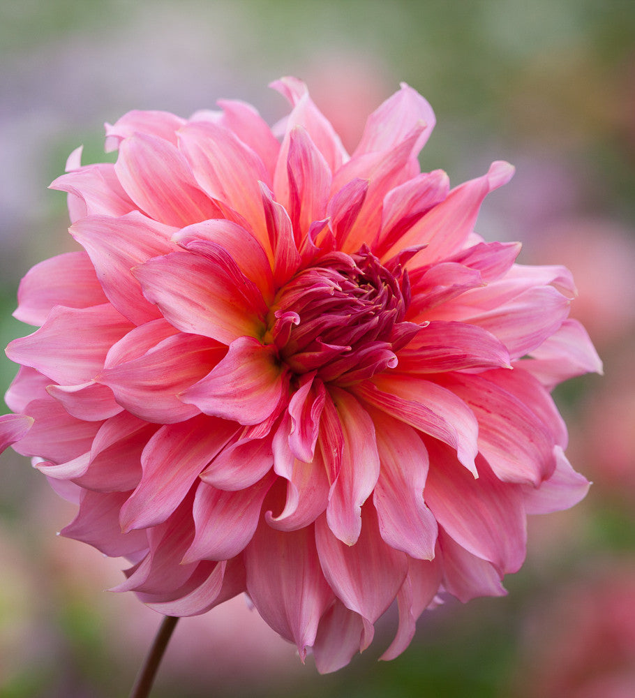 Sarah Raven Rajasthan Dahlien Kollektion 5 Knollen großblütig