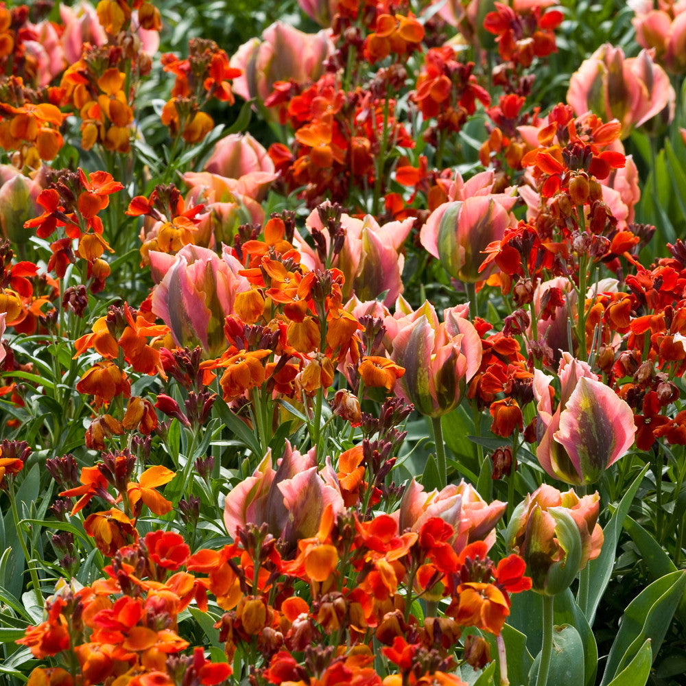 Sarah Raven Plants Tulpe Artist Blumenzwiebeln 16er Kollektion Duft