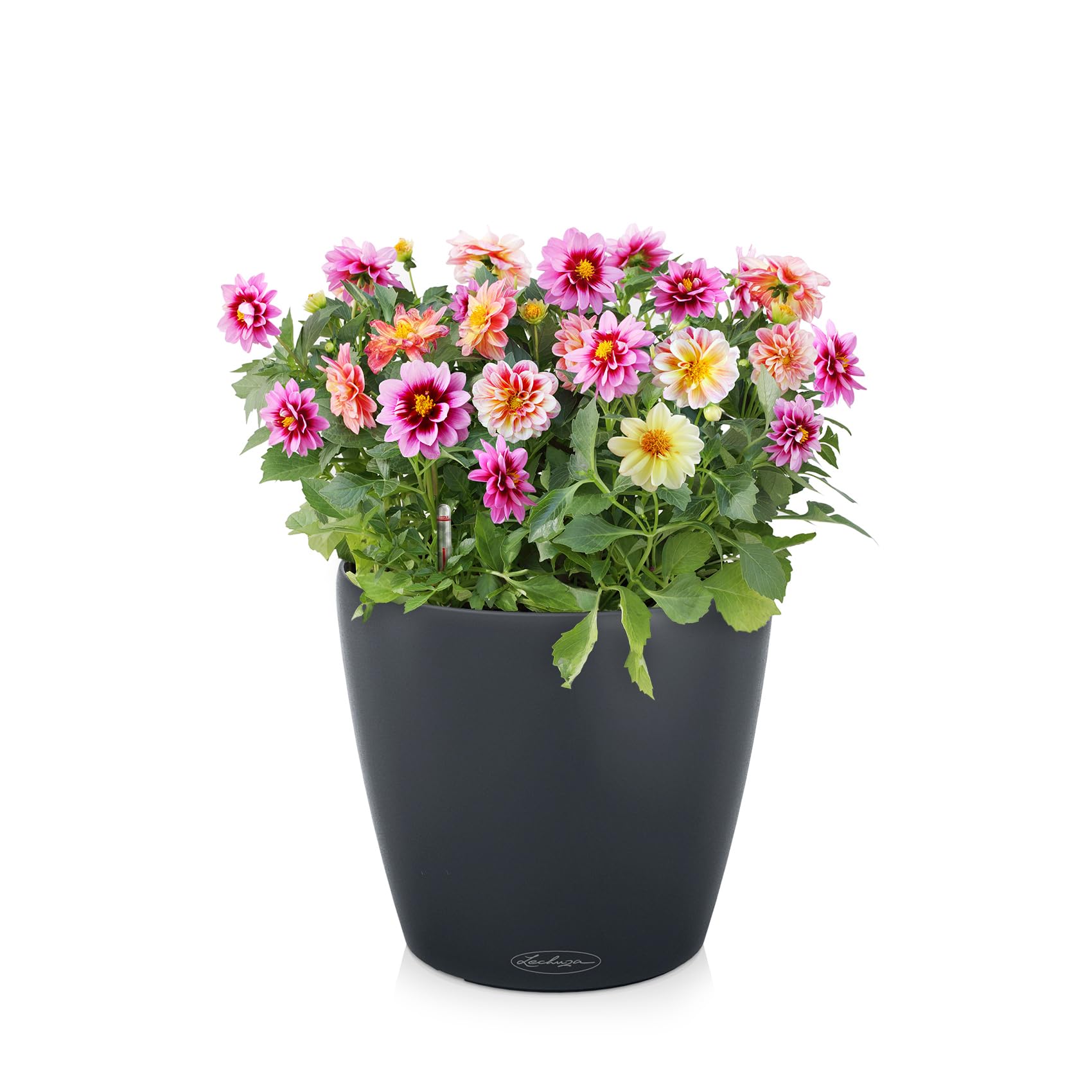 Lechuza Classico Color 43 Pflanztopf schiefergrau mit Bewässerung