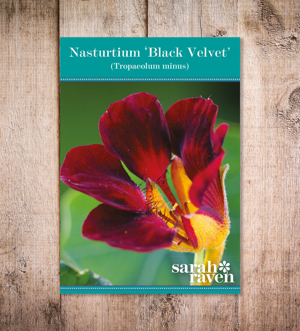 Sarah Raven Seeds Nasturtium Black Velvet Blumensamen 20 Samen