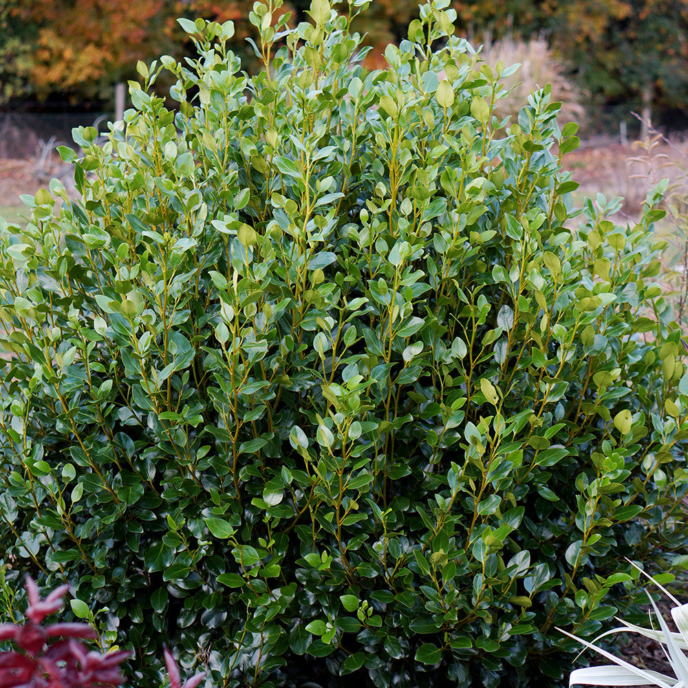 Sarah Raven Plants Griselinia littoralis Pflanze 2 Liter Topf immergrün