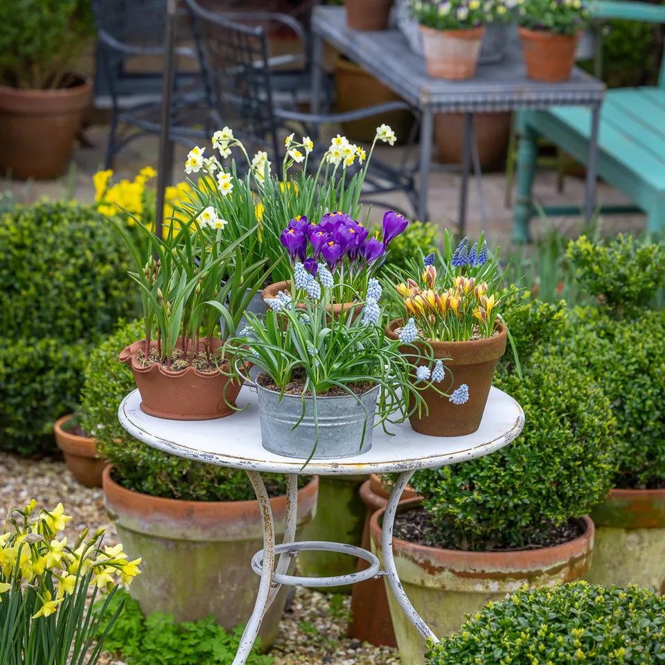 Sarah Raven Town Garden Spring Blumenzwiebeln 75 Stück Mix