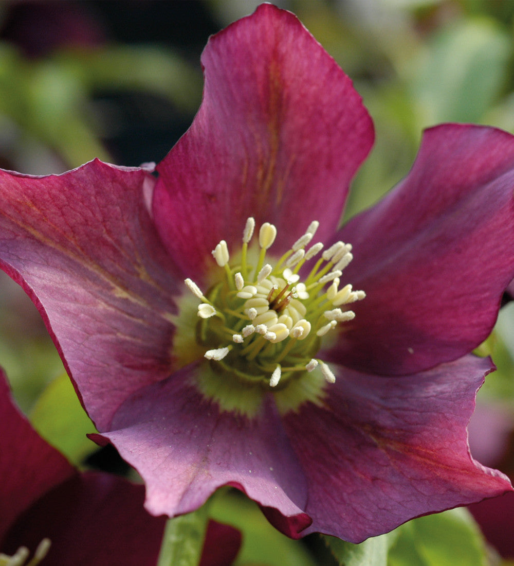Sarah Raven Helleborus Pretty Ellen Red Pflanze 3x 9cm dunkelrot