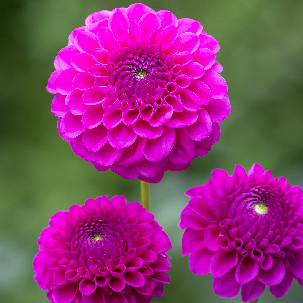 Sarah Raven Cryfield Harmony Dahlie Knolle 1 Stück Schnittblume