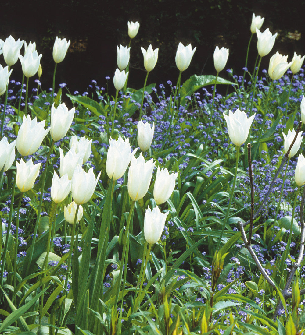 Sarah Raven Bulbs Tulip White Triumphator Blumenzwiebel 15 weiß