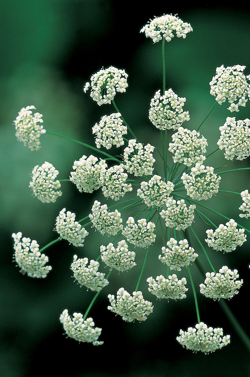 Sarah Raven Seeds White Garden Blumensamen Geschenkbox 4 Tüten weiß