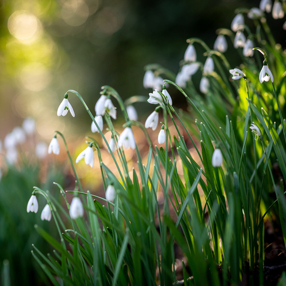 Sarah Raven Bulbs Galanthus nivalis Schneeglöckchen 25 im Grünen