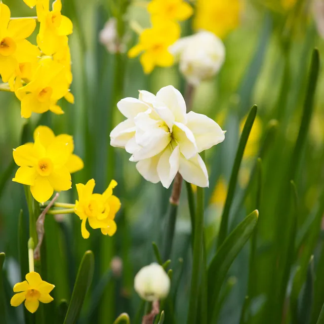 Sarah Raven Bulbs Successional Narcissus Collection 30 Zwiebeln