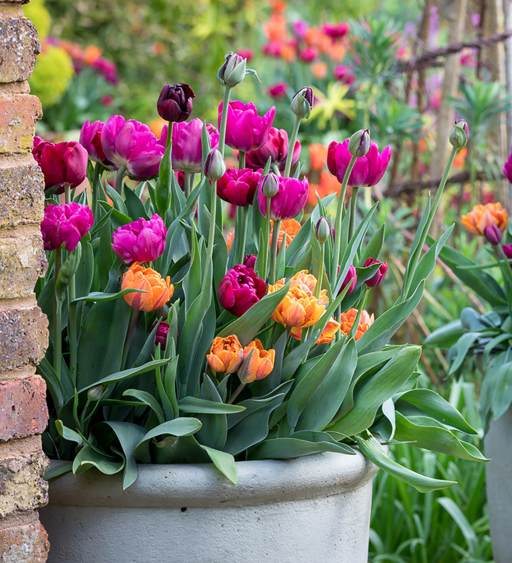 Sarah Raven Bulbs Dark Peony Tulpenzwiebeln 20 Stück gefüllt