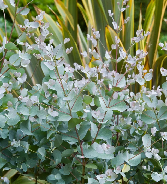 Sarah Raven Plants Eucalyptus gunnii Pflanze 2 Liter Topf silber