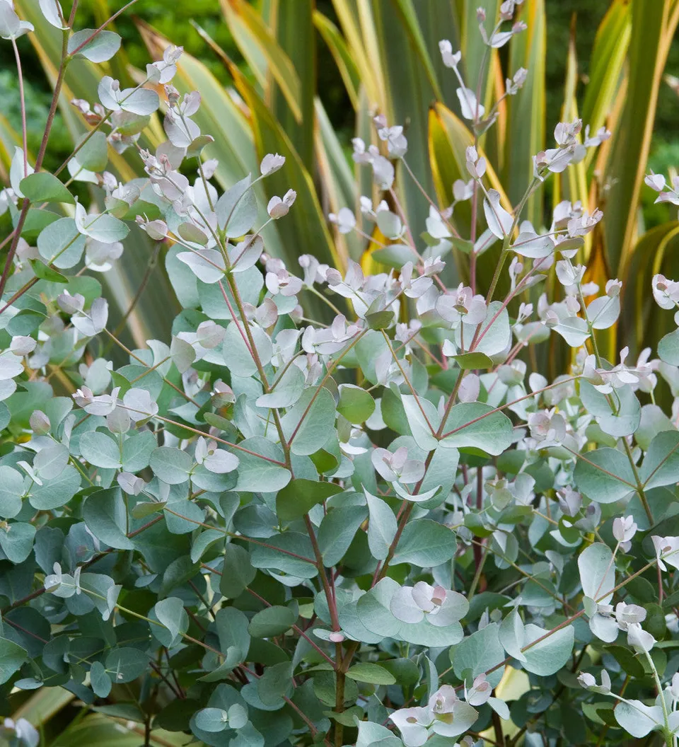 Sarah Raven Plants Eucalyptus gunnii Pflanze 2 Liter Topf silber