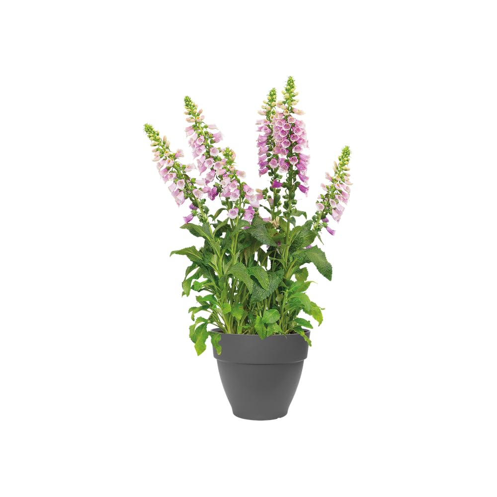 elho Vibia Rund 30 Blumentopf anthrazit 2er Set außen
