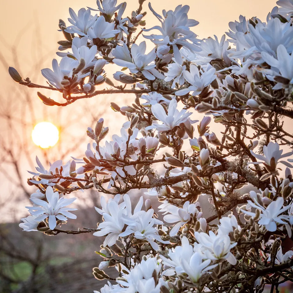 Sarah Raven Plants Magnolia stellata Sternmagnolie 1x 2 Liter Topf