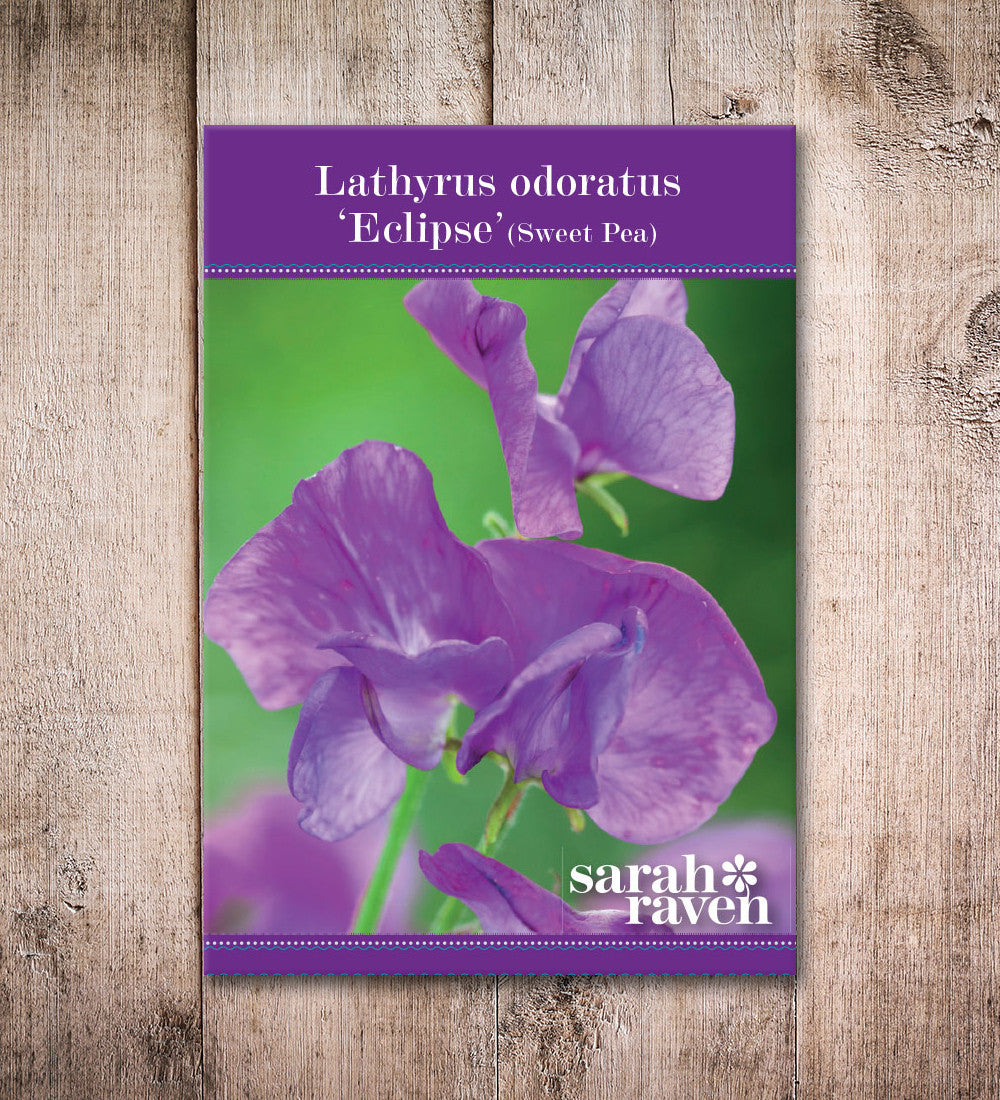 Sarah Raven Plants Sweet Pea Eclipse Wickensamen 20 Samen lila