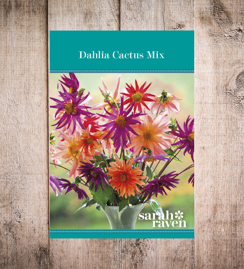 Sarah Raven Bulbs Dahlia Cactus Mix Blumensamen 40 Samen essbar