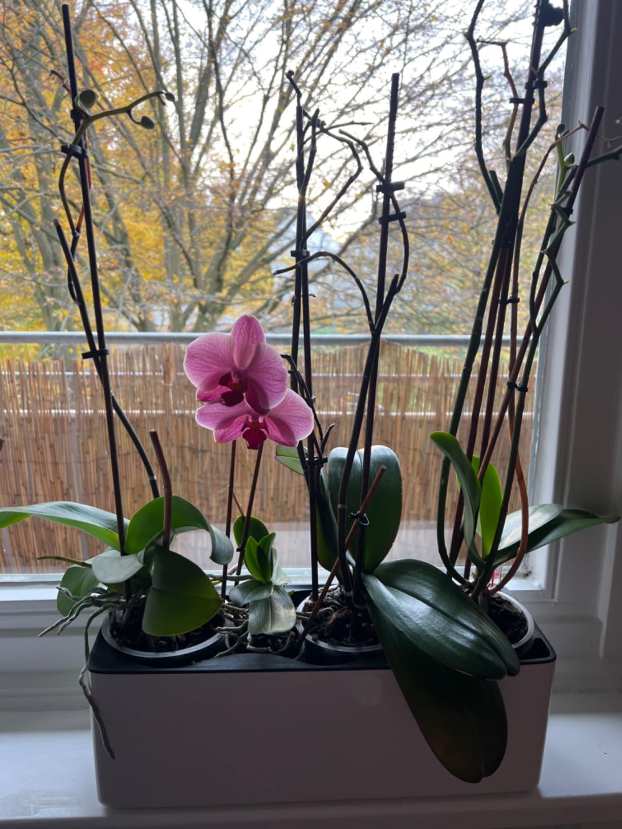 Lechuza Cube Premium Triple Tischgefäß Weiß Hochglanz 40cm