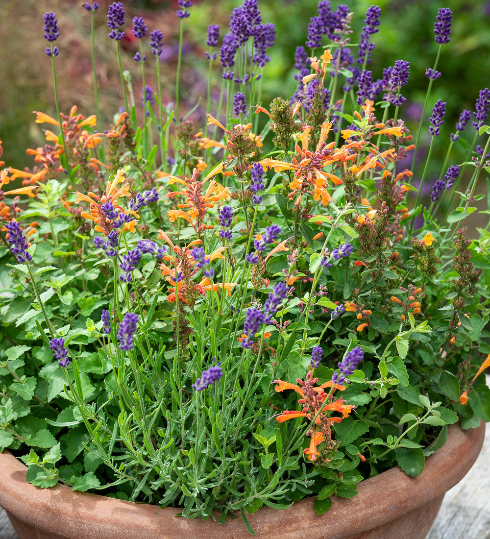 Sarah Raven Agastache Sandstone Samen 50 Korn aromatisch