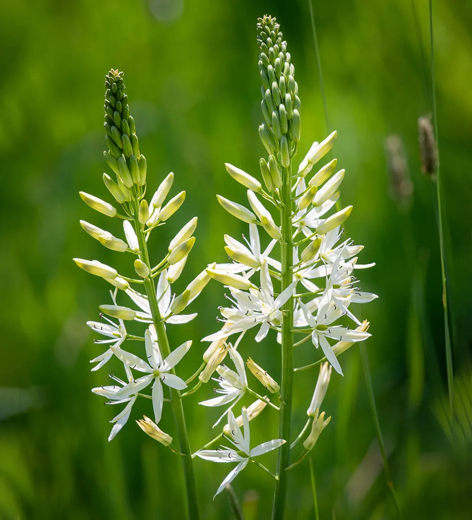 Sarah Raven Alba Camassia Blumenzwiebeln 5 Stück weiß