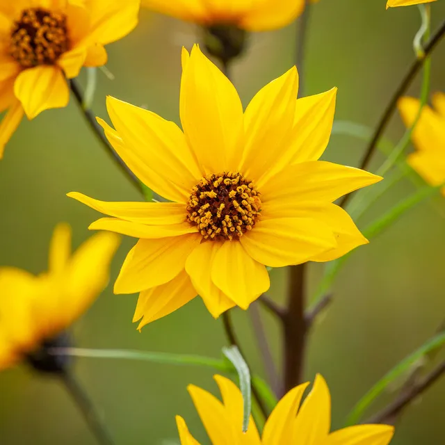 Sarah Raven Plants Helianthus salicifolius Pflanze 3x9cm Topf