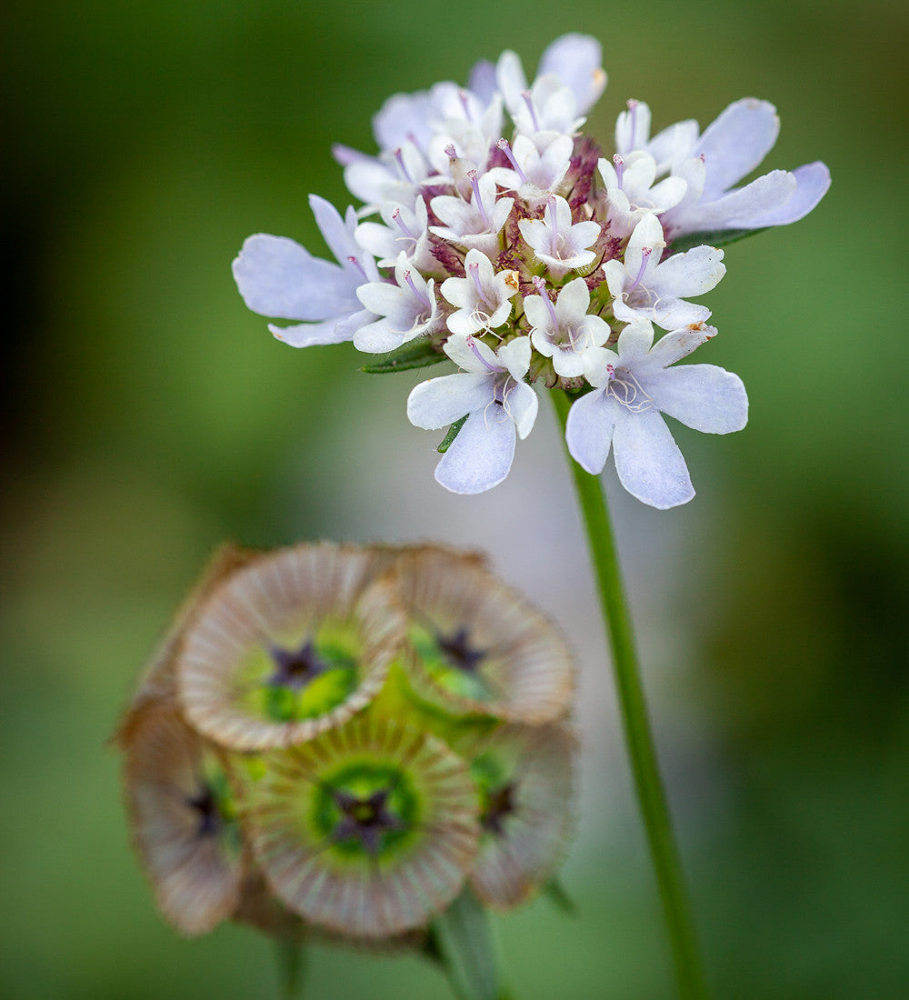 Sarah Raven Seeds Scabiosa Sternkugel Blumensamen 50 Trockenblume