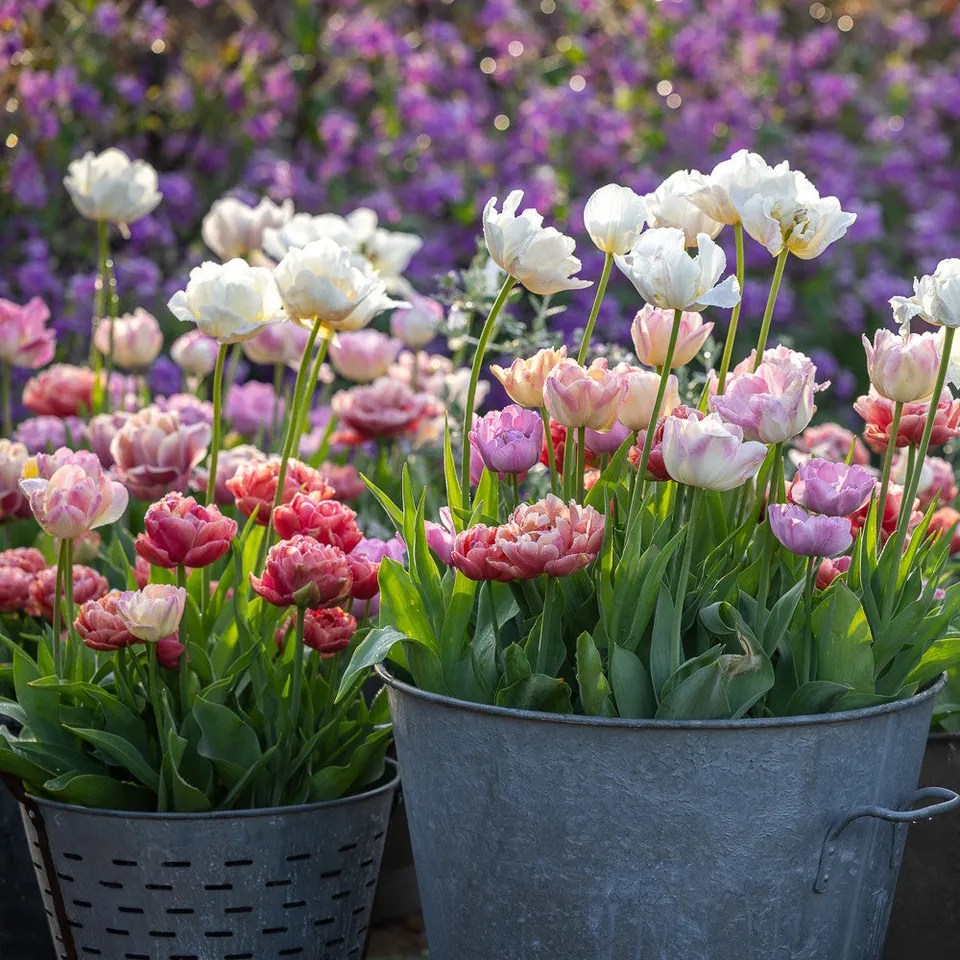 Sarah Raven Bulbs Rose Bowl Tulpen Blumenzwiebeln 40 Stück