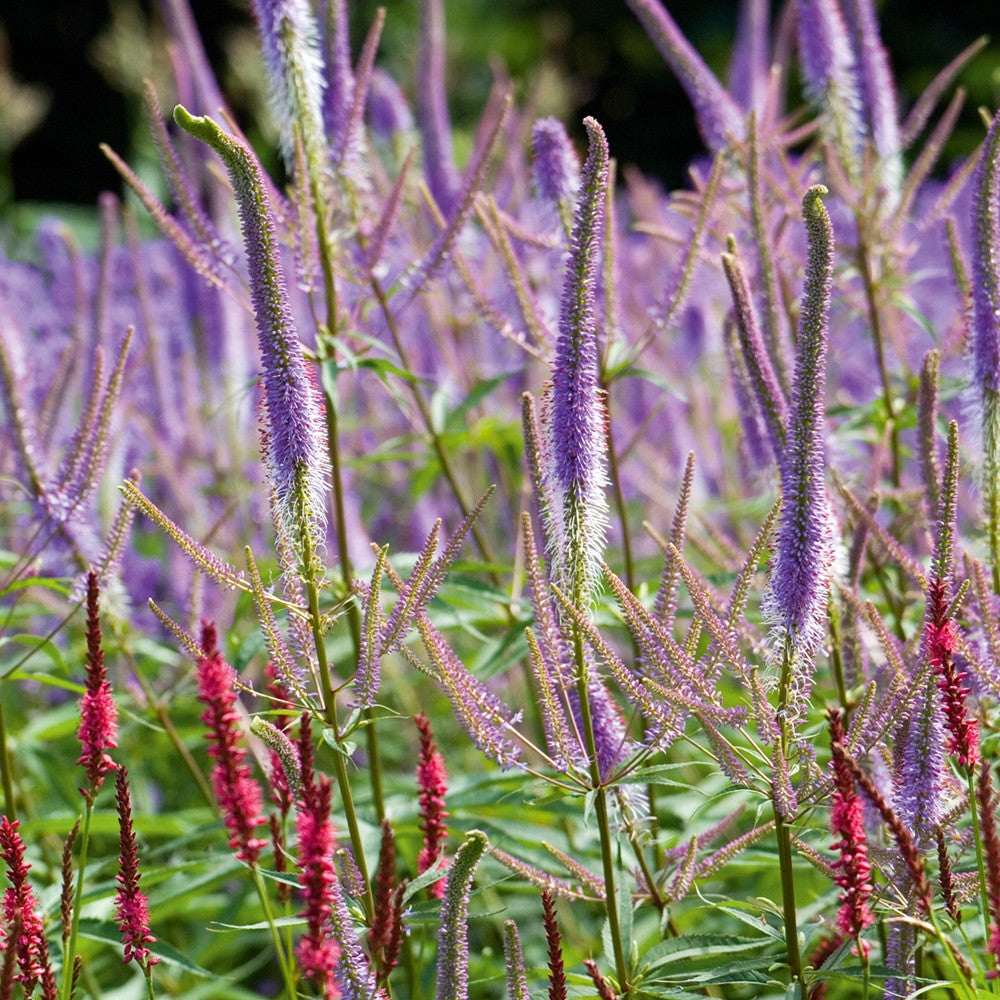Sarah Raven Veronicastrum Fascination Staude 2-Liter-Topf