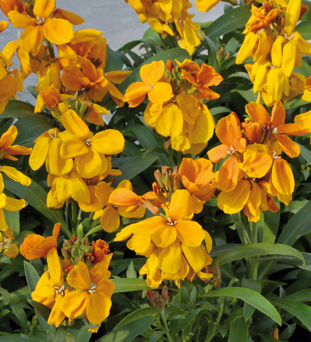 Sarah Raven Plants Wallflower Sugar Rush Orange F1 Pflanze 3x9cm