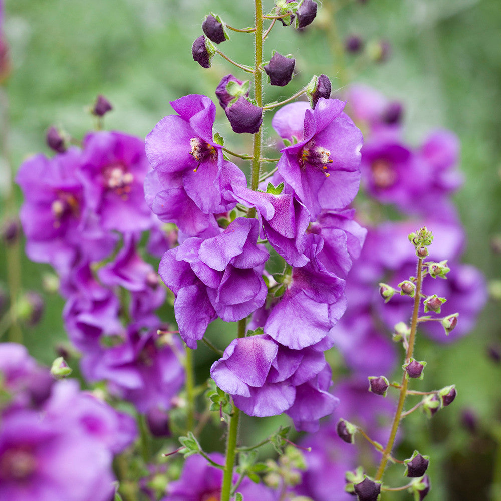 Sarah Raven Plants Verbascum Sugar Plum Pflanze 3 x 9cm lila