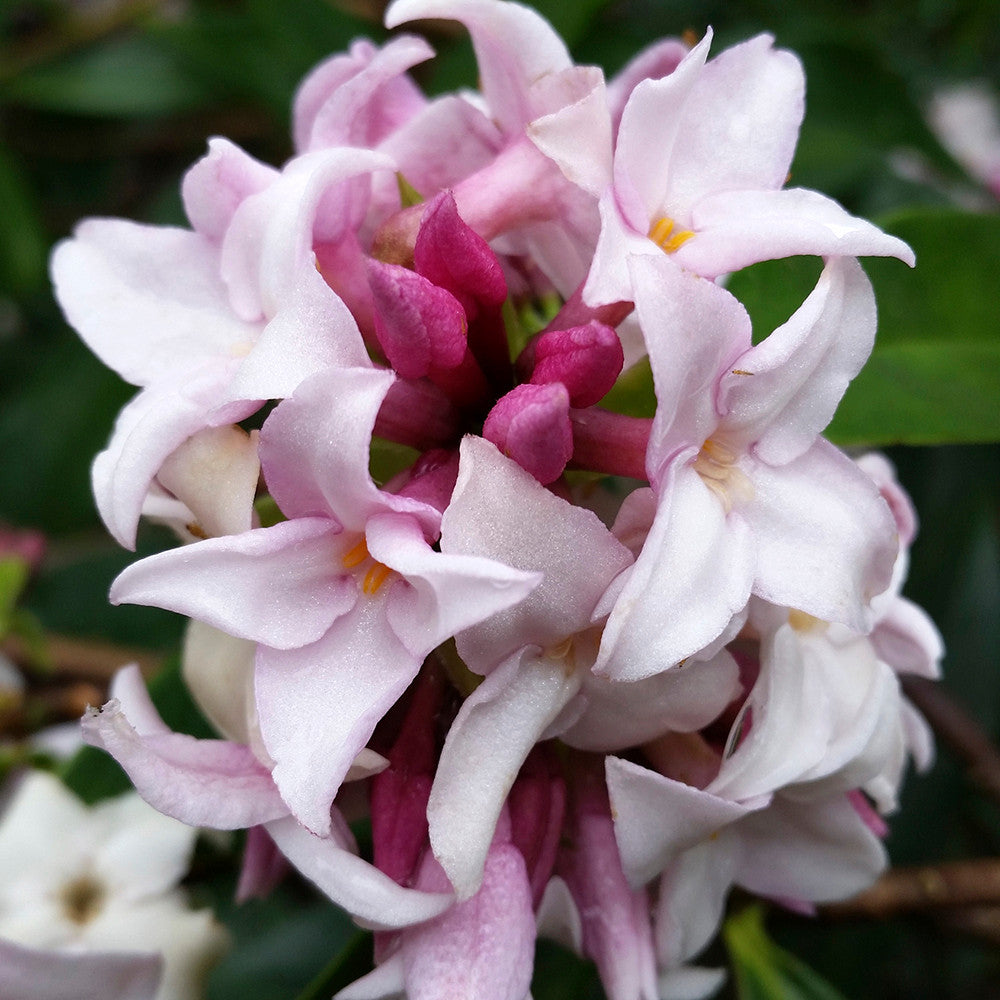 Sarah Raven Plants Daphne Perfume Princess Pflanze 2-Liter-Topf