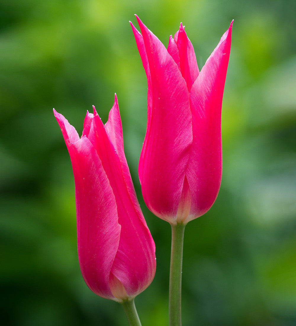Sarah Raven Bulbs Bold Brilliant Tulpenzwiebeln 20 Stück lilienblütig