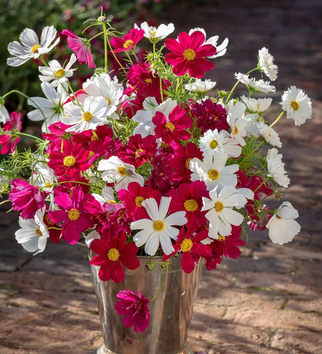 Sarah Raven Seeds Ultimate Cosmos Collection Blumensamen 100 Samen