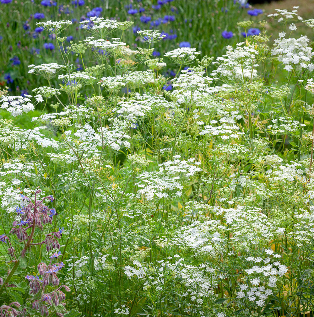 Sarah Raven Ammi majus Blumensamen 500 Samen weiß