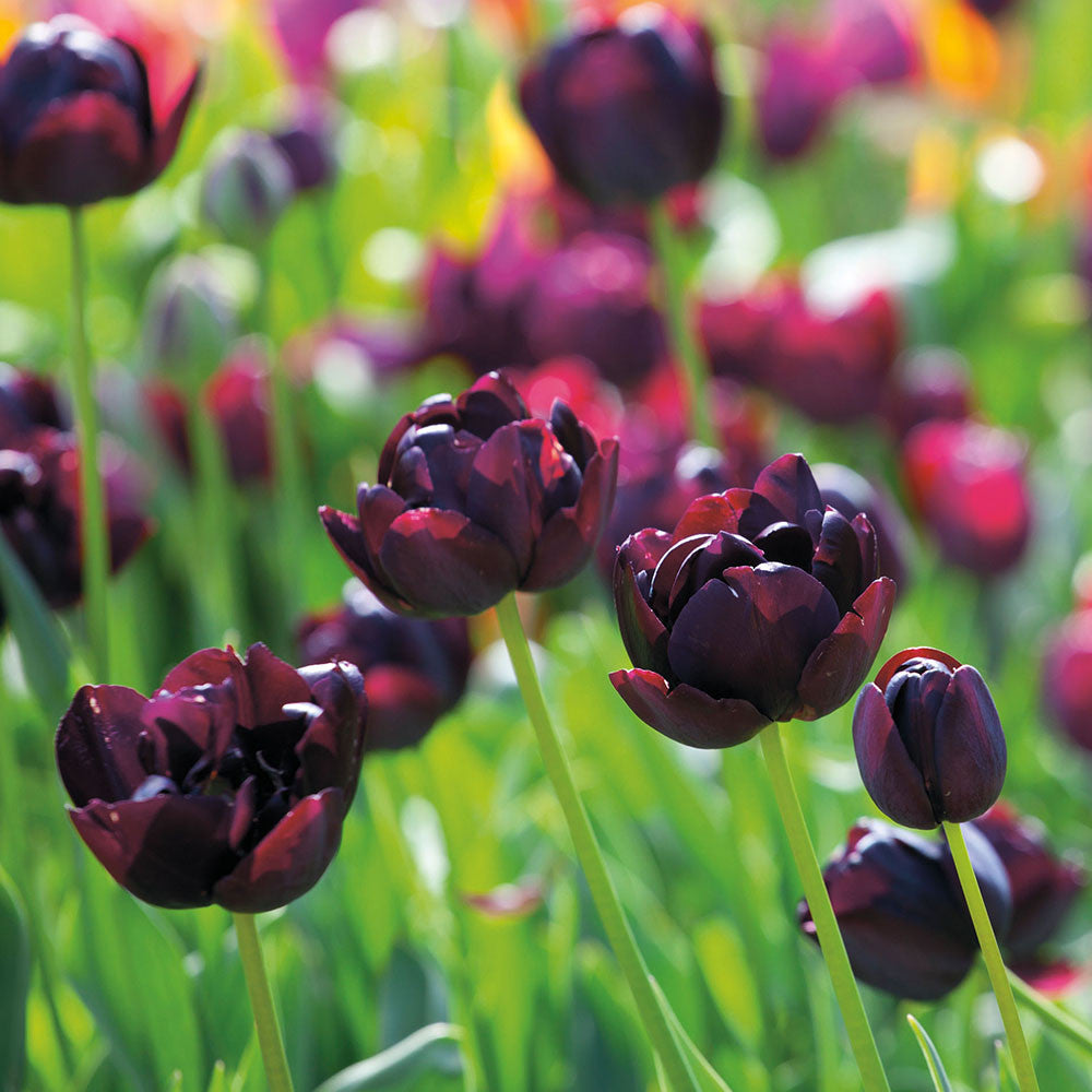 Sarah Raven Bulbs Tulpe Black Hero Blumenzwiebeln 10 Stück gefüllt