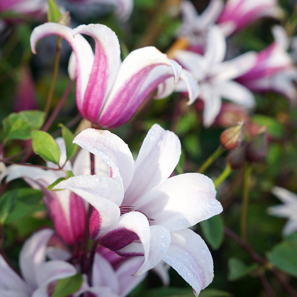 Sarah Raven Plants Clematis texensis Princess Kate Waldrebe 2L weiß