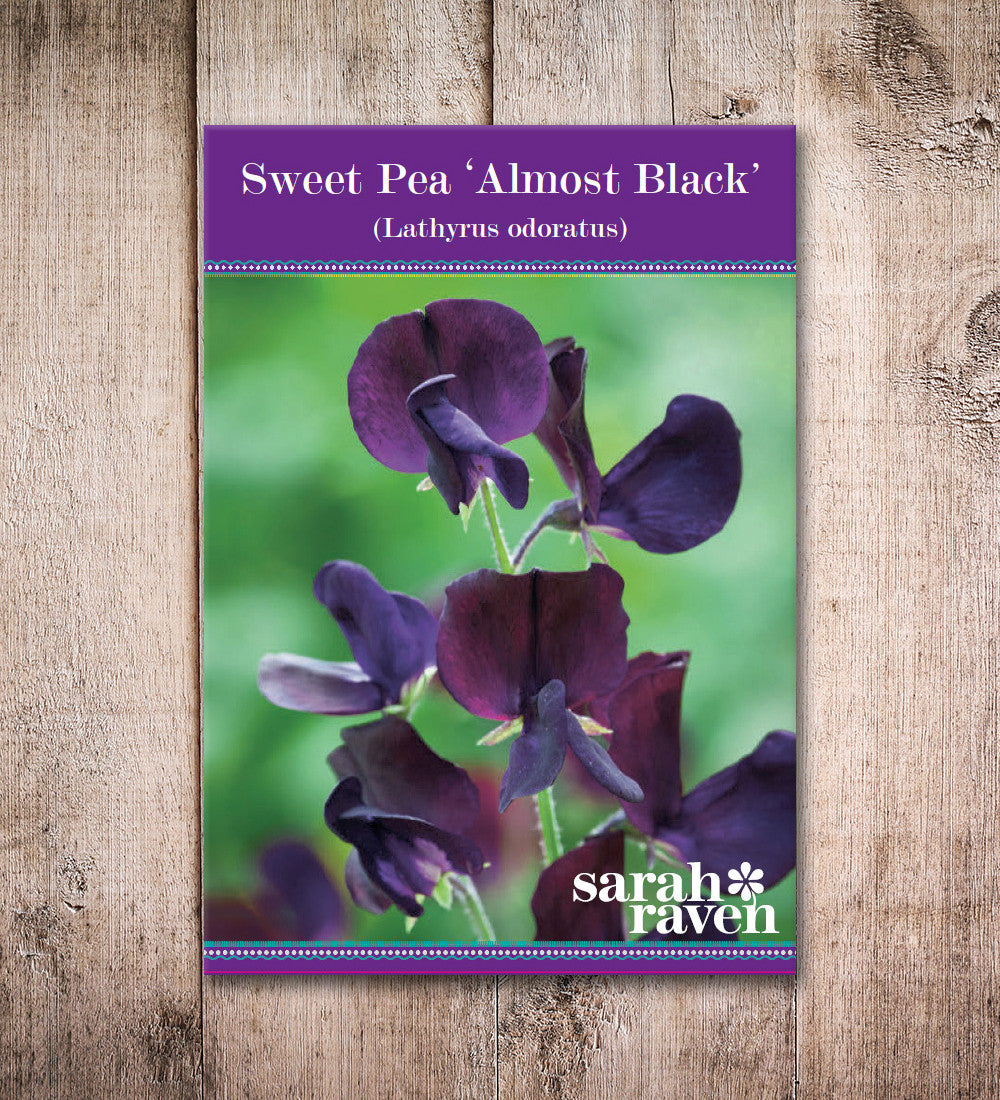 Sarah Raven Plants Sweet Pea Almost Black Samen 20 Stück duftend