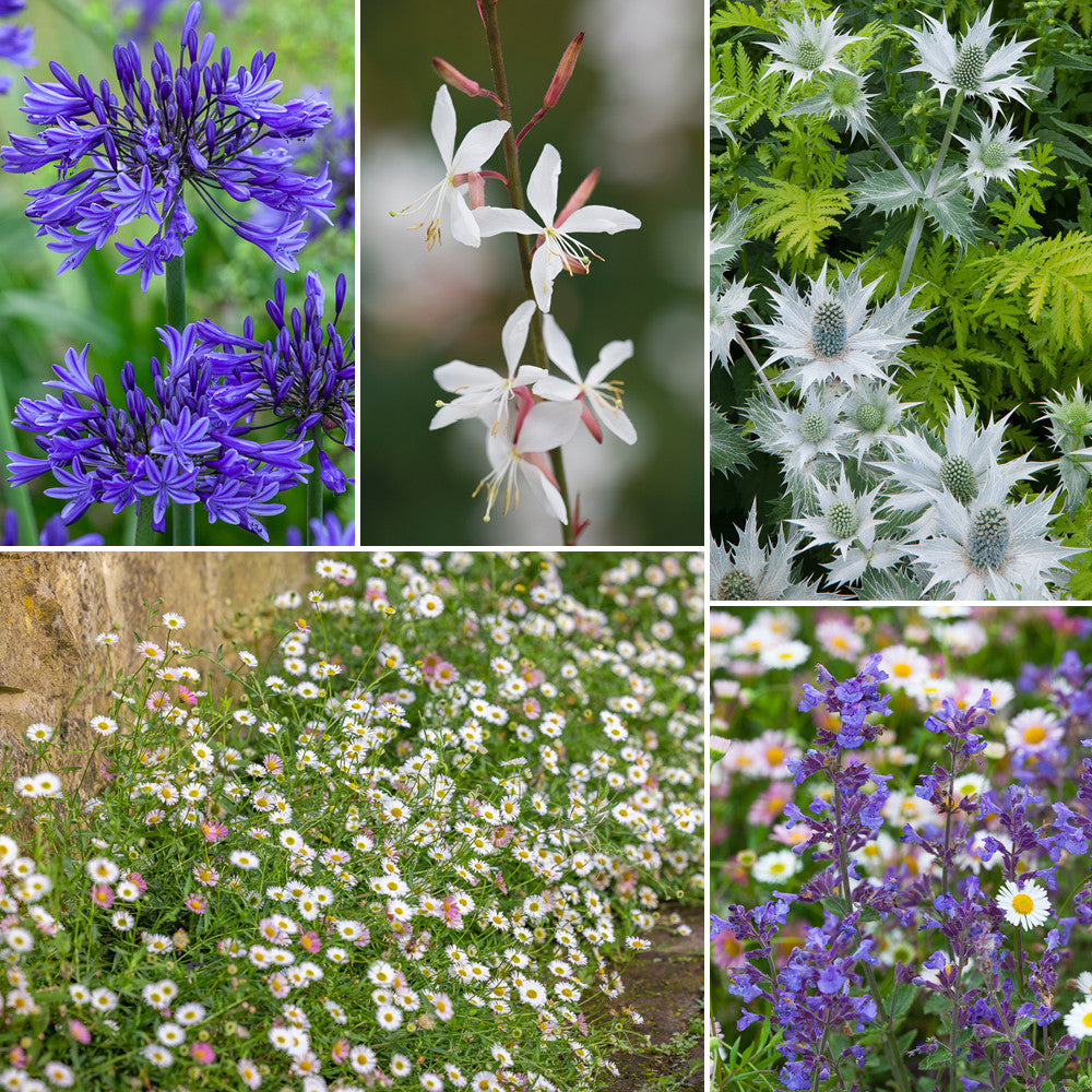 Sarah Raven Sandy Soil Border Pflanzen 18x9cm bienenfreundlich