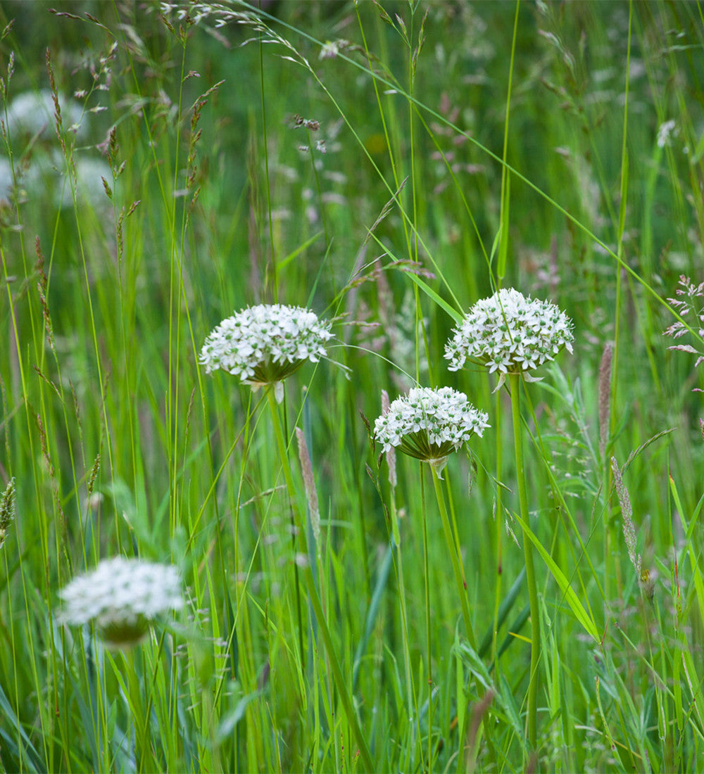 Sarah Raven Bulbs Allium nigrum Blumenzwiebeln weiß 15 Stück