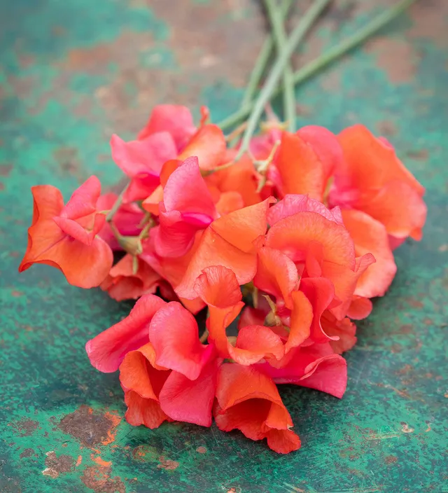 Sarah Raven Plants Duftwicke Prince of Orange Samen 20 Korn