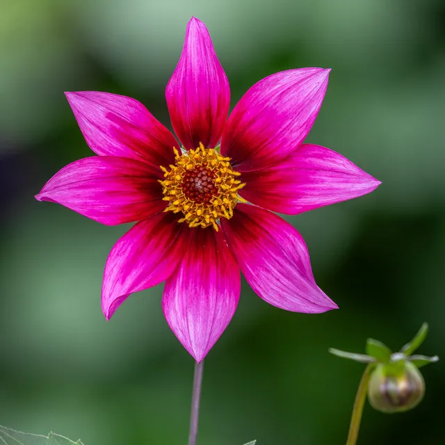 Sarah Raven Bulbs Dahlie Schipper's Choice Knolle 1 Stück pink