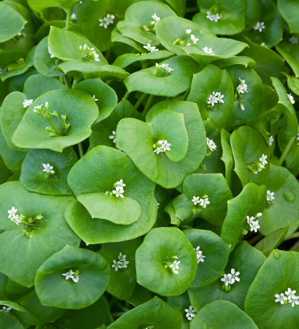 Sarah Raven Seeds Winterportulak Claytonia Gemüsesamen 500 Stück winterhart